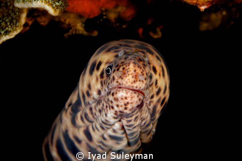 Moray Eel by Iyad Suleyman 