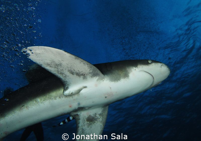 Under the king....
Oceanic White Typ Shark by Jonathan Sala 