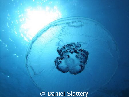 Beautiful Jellyfish in Gabr El Bint Egypt.
 by Daniel Slattery 