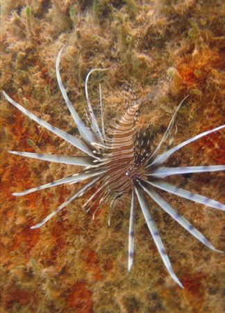 Little lionfish.
Snorkelling, Powell Cay, the Bahamas.
... by Heather Teron 