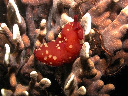 Hermit Crab, Alona Beach, Philippines. Taken using Nikon ... by Oliver Bonten 