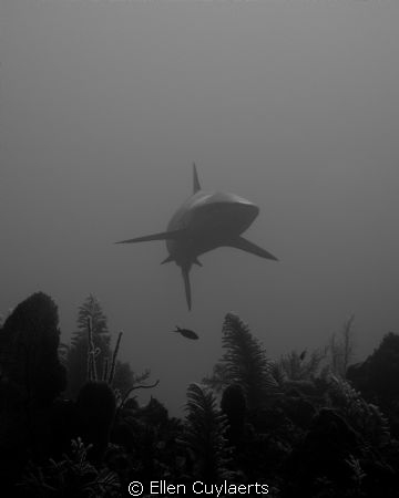 Hi
Shark coming from the depths towards the reef
EPL+2 ... by Ellen Cuylaerts 