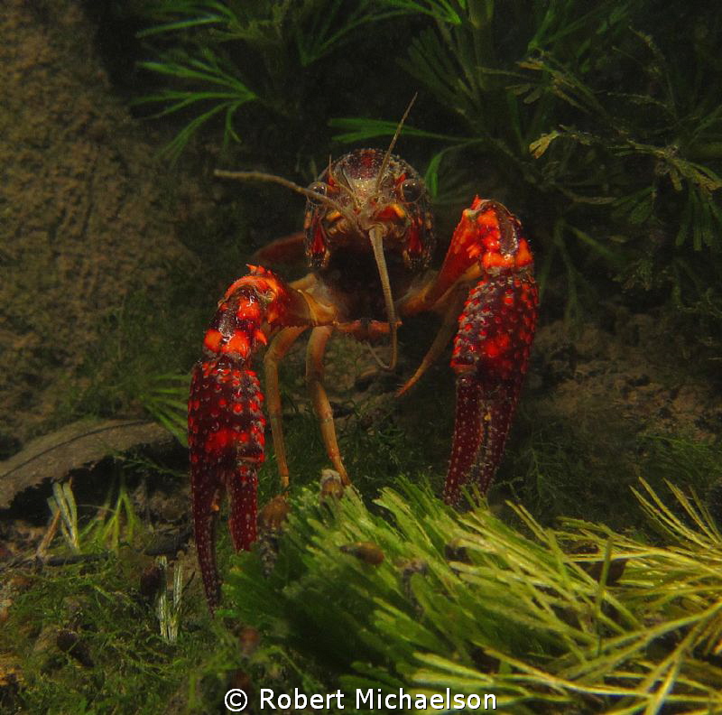 Crayfish in the Comal River New Braunfels, Texas. Maybe l... by Robert Michaelson 