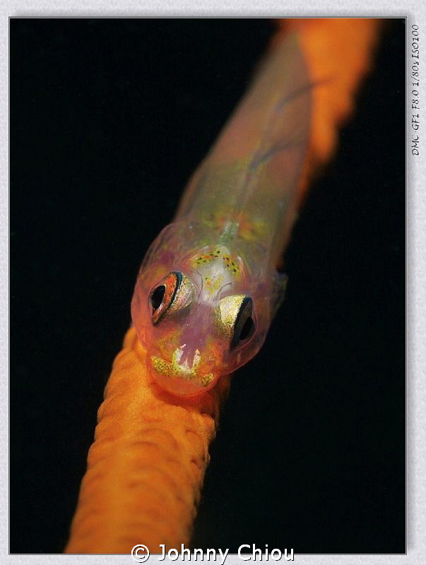 Goby fish by Johnny Chiou 