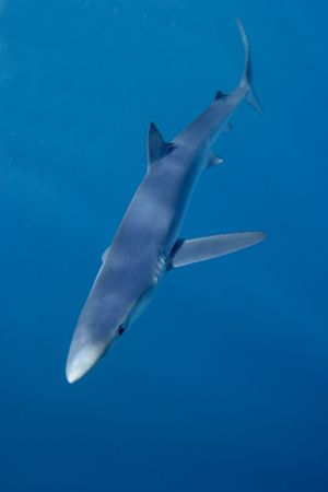 Blue Shark, taken off the cost of South Africa. Canon EOS... by Simon Trickett 