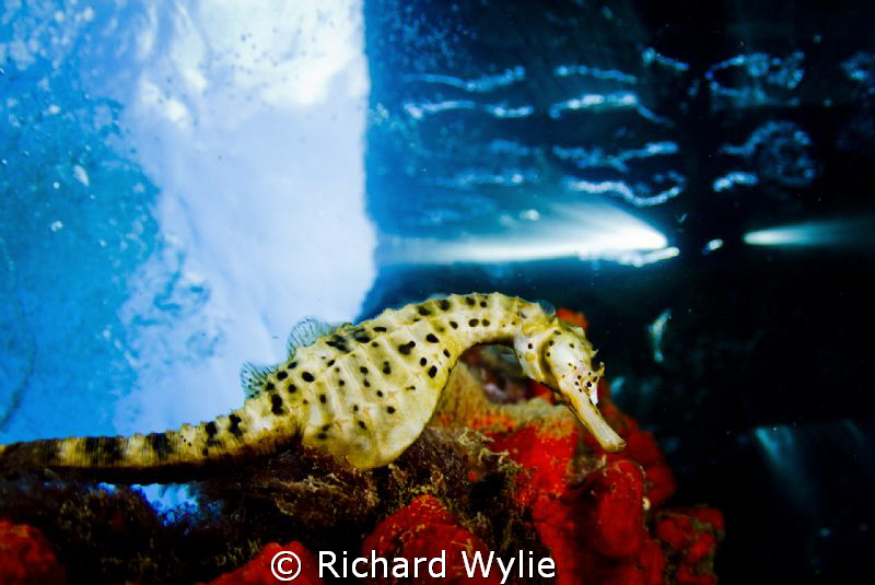 Pot Bellied seahorses are unlike other seahorses as they ... by Richard Wylie 