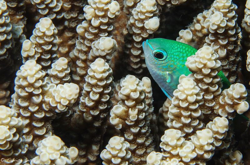 Damsel fish hiding in acropora by Fabrice Leroy 