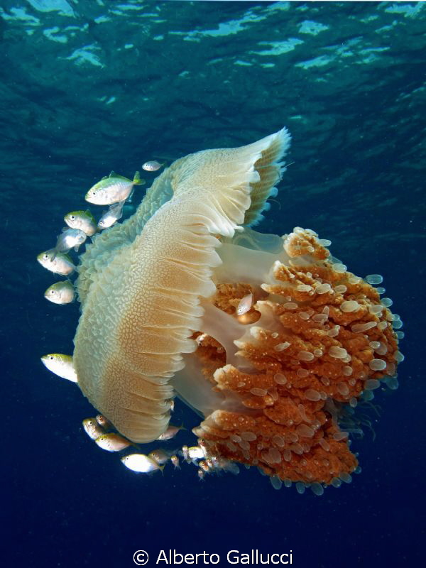 Indopacific jellyfish in Pemuteran, Bali by Alberto Gallucci 