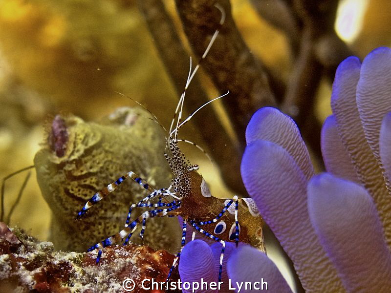 cleaner on anemone...no flash 25' on Klien bonaire by Christopher Lynch 