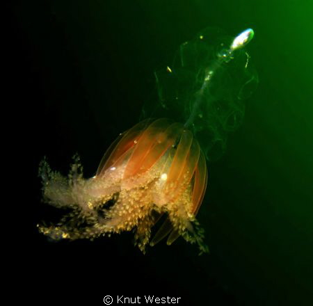 a deep water jeelyfish photografed at 5 meters depth by Knut Wester 