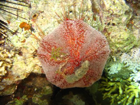 "Lamp of Aristoteles" nightdive Marsa Alam, Red Sea, Egyp... by Anja Klink 