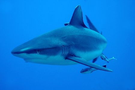 1 of 23 Grey Reef Whalers buzzing around us on North Horn... by John Natoli 