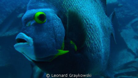 Curious French Angel investigating my camera. by Leonard Graykowski 