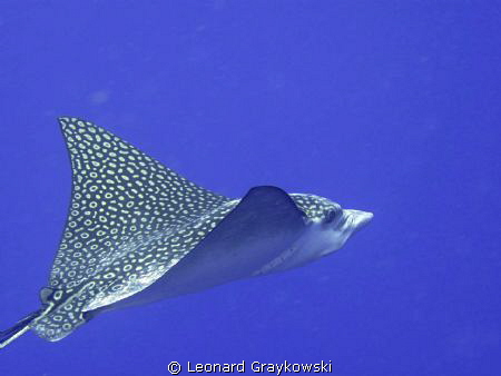 Eagle Ray visit in Bonaire. Shot with Canon G10. by Leonard Graykowski 