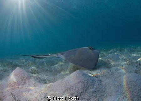 I was lucky to have the most playful Southern Stingray I ... by Matt Heath 