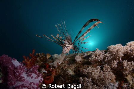 Taken on an early morning dive on the Thistlegorm, used a... by Robert Bagdi 