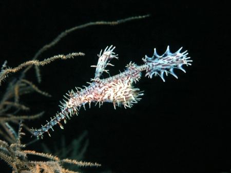 Ornate Ghost Pipefish found in Komodo. Shot with Nikon D1... by Patrick Burke 