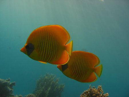 "Masked Butterflysih" or we call them:
"Buddyfish"
Red ... by Anja Klink 