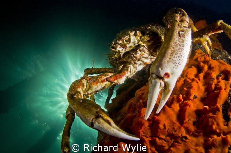 Spider Crab on the Pier. by Richard Wylie 