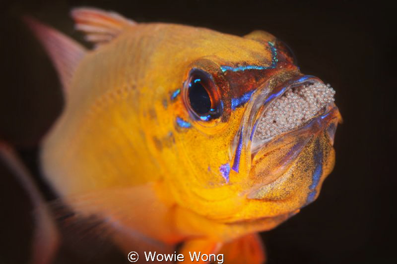 Cardinal Fish with Eggs by Wowie Wong 