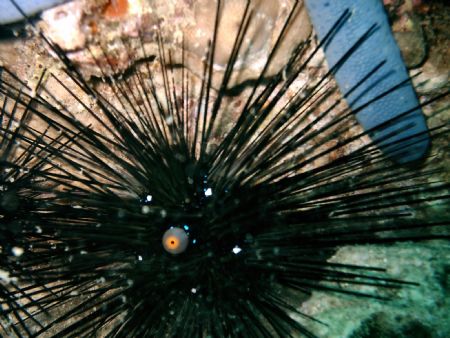 The eye of earchin. Sea & sea digital, Vietnam - Nha Tran... by Gyula Lorincz 