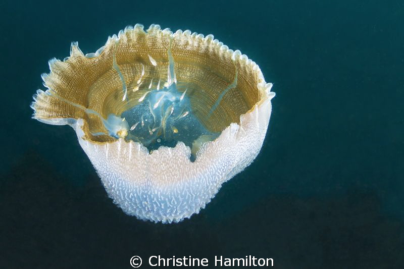 Jelly Shelter
A Jellyfish has been half eaten by a turtl... by Christine Hamilton 