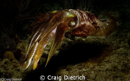 Magical/ This shot was taken on a night dive off Lighthou... by Craig Dietrich 