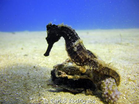 I have alway been looking to take pics of Seahorses but w... by Carlos Rodriguez 