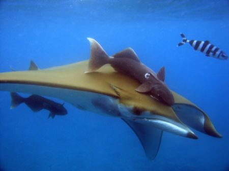 Devil ray, taken in the south coast of Tenerife/Spain, us... by Steven Withofs 