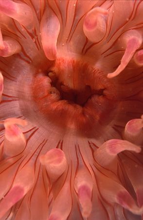 Dahlia anemone.
Menai Straits, N. Wales.
F90X, 60mm by Mark Thomas 