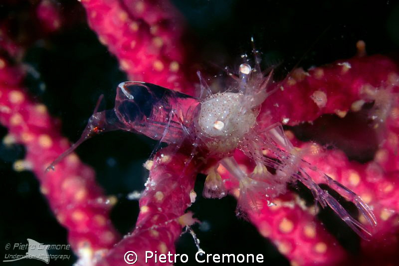 Periclimenes scriptus on Leptogorgia by Pietro Cremone 