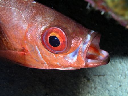 Cleaning station - notice 2 small almost clear shrimps in... by Joseph Martine 