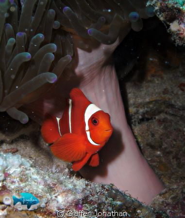 Spinecheek anemonefish by Giafferi Jonathan 