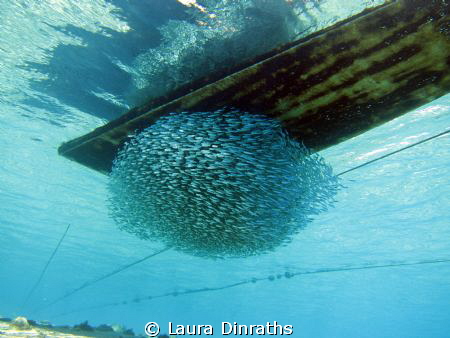 Schooling under a boat by Laura Dinraths 