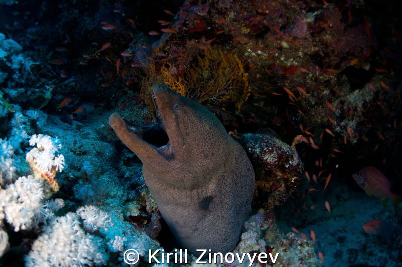 Moray Eel by Kirill Zinovyev 