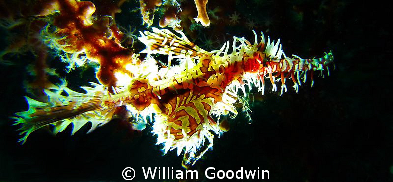 Small Ornate Ghost Pipefish with backlighting. Lembeh Strait by William Goodwin 