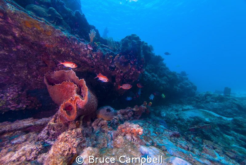 The wreck of the Berwyn had many different fish and is co... by Bruce Campbell 