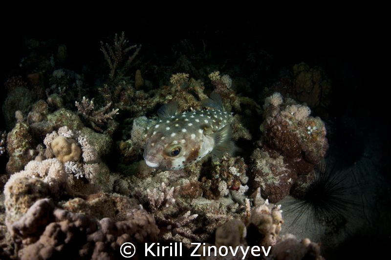 Night Dive by Kirill Zinovyev 