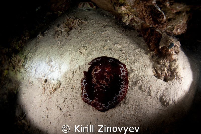 Caught at night dive by Kirill Zinovyev 