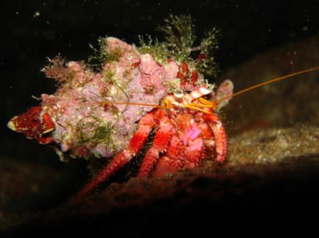 Hermite crab taken inside a cave in Menorca, Spain. by Steven Withofs 