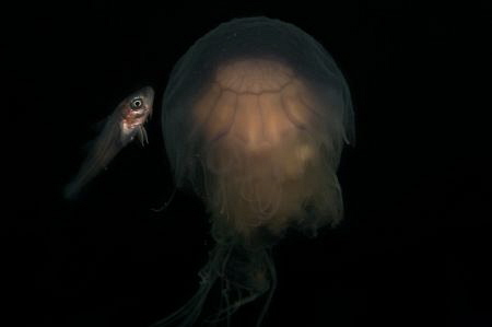 Fish meets Jellyfish. by Spencer Burrows 