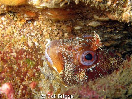Peek a boo
Tompot Blenny on the wreck of the James Eagan... by Cat Briggs 