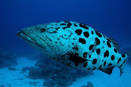 These very friendly Potato Cod are great underwater model... by John Natoli 