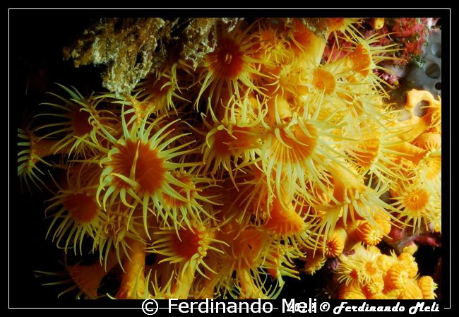 Flowers of the sea. by Ferdinando Meli 