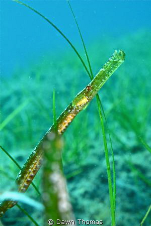 "Can You See Me Now?" Seagrass Pipefish - found hiding in... by Dawn Thomas 