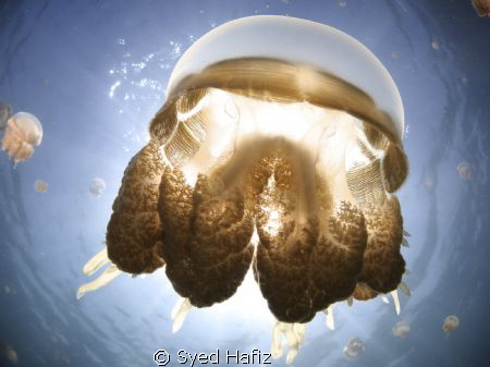 Kakaban Jellyfish Lake. by Syed Hafiz 