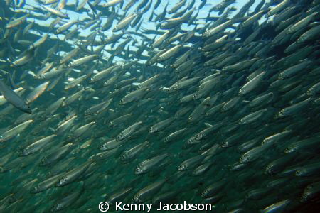 Inside a Giant Baitball by Kenny Jacobson 