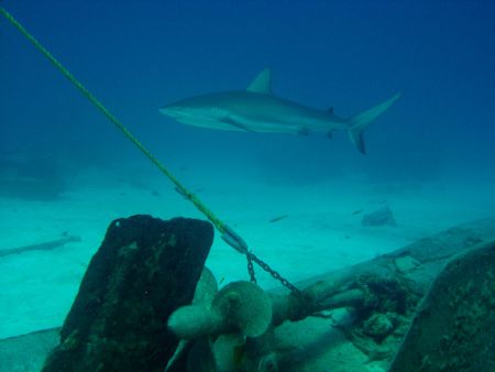 Sony P-10 Freeport Bahamas, The wreck's kind, rseravalle@... by Renzo Seravalle 