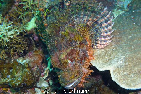 At Frog Fish Point, Gili Air, Indonesia by Hanno Erlmann 