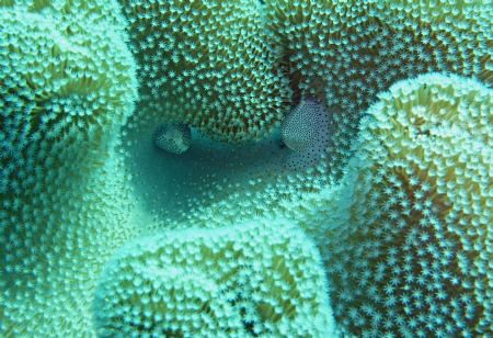 Cowries in toad stool. The Bounty, Gili Islands, Indonesia by Hanno Erlmann 